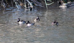 Aythya collaris
