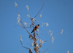 Turdus migratorius