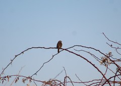 Melospiza melodia
