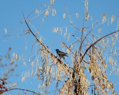 Sturnus vulgaris