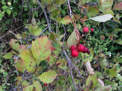Okanagan Valley Hawthorn (Crataegus okanaganensis)