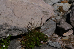 Juncus parryi