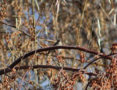 Setophaga coronata