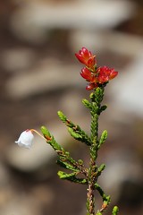Exobasidium cassiopes