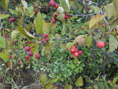 Crataegus okanaganensis