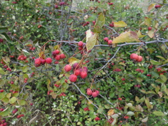 Crataegus okanaganensis