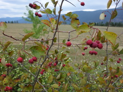 Crataegus okanaganensis
