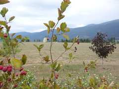 Crataegus okanaganensis