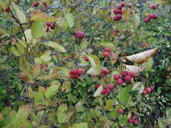 Crataegus okanaganensis