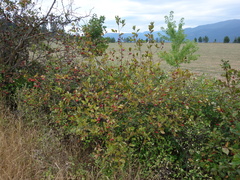 Crataegus okanaganensis