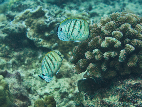 Veelband-koraalvlinder (Chaetodon multicinctus) — Chaetodontidae — 2