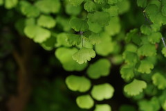 Adiantum aethiopicum