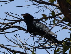 Eudynamys orientalis cyanocephalus