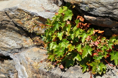 Heuchera glabra