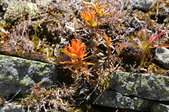 Castilleja rupicola