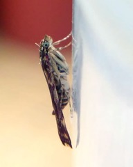 Pyrausta