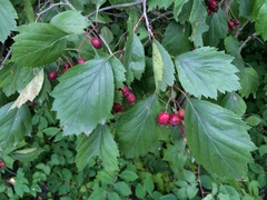 Crataegus okanaganensis