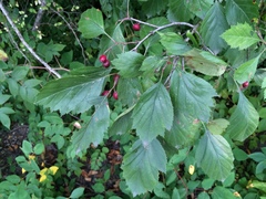 Crataegus okanaganensis