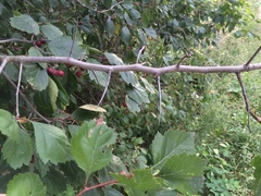 Crataegus okanaganensis