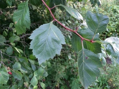 Crataegus okanaganensis