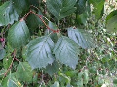 Crataegus okanaganensis