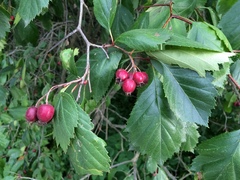 Crataegus okanaganensis