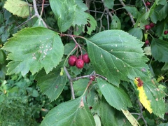 Crataegus okanaganensis