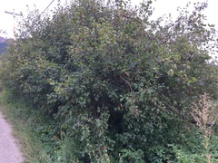 Crataegus okanaganensis