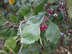 Crataegus okanaganensis