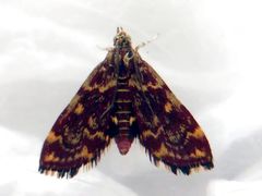 Pyrausta