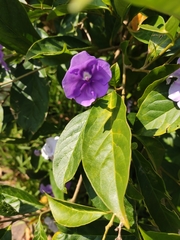 Brunfelsia grandiflora