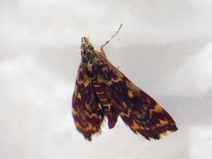 Pyrausta
