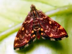 Pyrausta
