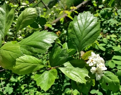 Crataegus okanaganensis