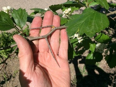 Crataegus okanaganensis