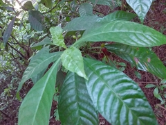 Psychotria nervosa