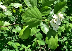 Crataegus okanaganensis