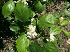 Crataegus okanaganensis