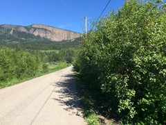 Crataegus okanaganensis