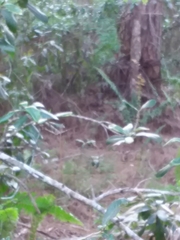 Sciurus carolinensis