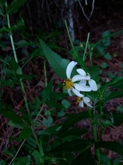 Bidens alba