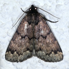 Mormoscopa phricozona