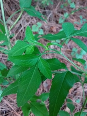 Bidens alba