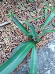 Tradescantia spathacea