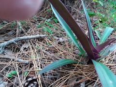 Tradescantia spathacea