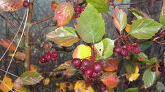 Crataegus okanaganensis