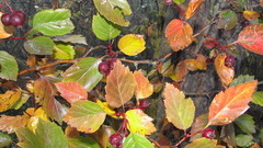 Crataegus okanaganensis