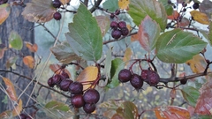 Crataegus okanaganensis