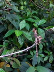 Erythrodiplax umbrata