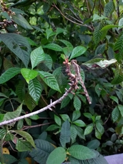 Erythrodiplax umbrata